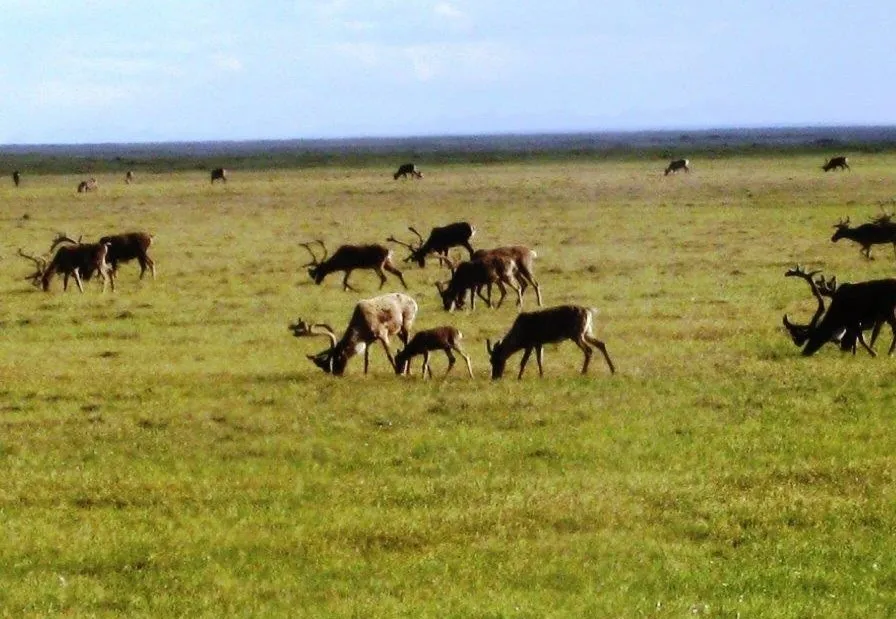 Kanada