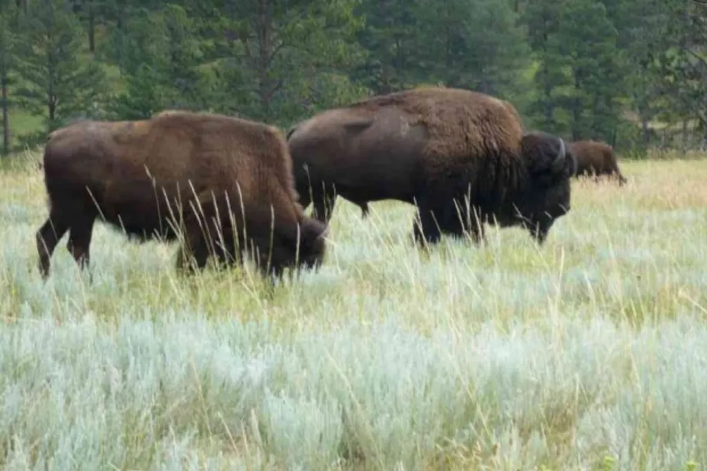Tag 12: Mt. Rushmore – Crazy Horse – Custer State Park