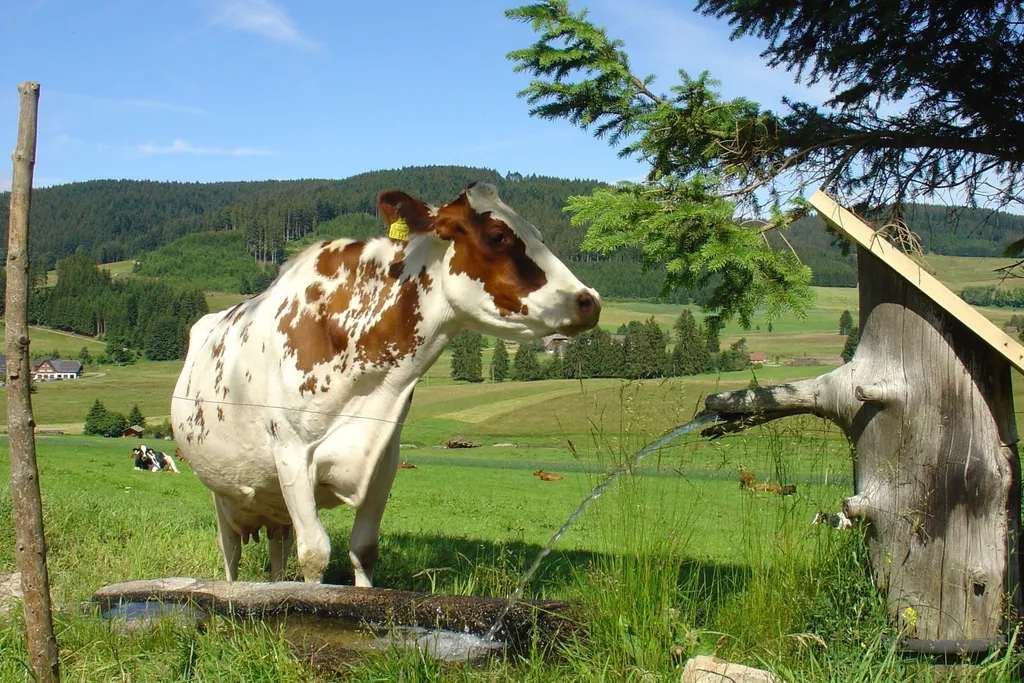 St. Märgen, Feldberg & Hotzenwald, 8 Tage – Bild 2